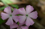 Sticky catchfly